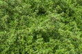 Beautiful green fresh ornamental tree isolated Royalty Free Stock Photo