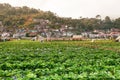 Strawberry farm field at Baguio City, Phillippines Royalty Free Stock Photo