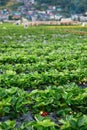 Strawberry farm field at Baguio City, Phillippines Royalty Free Stock Photo