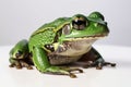 Beautiful green frog close-up on a white background. Generative AI Royalty Free Stock Photo