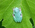 Beautiful Green Frog at a leaf in a pond in Michigan during summer Royalty Free Stock Photo