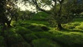 Beautiful green garden around the church in Iceland