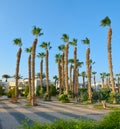 Beautiful Green Garden in an Egyptian hotel