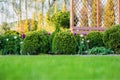 Beautiful green garden with frsesh boxwood bushes, flowers and wood grating summerhouse.Scenic summer gardening background. Royalty Free Stock Photo