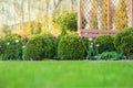 Beautiful green garden with frsesh boxwood bushes, flowers and wood grating summerhouse.Scenic summer gardening background. Landsc Royalty Free Stock Photo