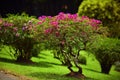 Beautiful green garden lawn with pink bushes