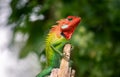 Beautiful green garden lizard climb and sitting on top of the wooden trunk like a king of the jungle, bright orange-colored head Royalty Free Stock Photo