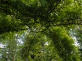 Beautiful green garden pergola Royalty Free Stock Photo