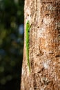 Green gecko Phelsuma Madagascar wildlife Royalty Free Stock Photo