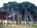 The Giant Forest, famed for its giant sequoia trees in forest