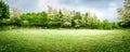 A beautiful green glade with flowering acacia trees and clover flowers. Panoramic view. Spring nature background