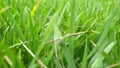 Beautiful green glas in my gardem Royalty Free Stock Photo