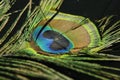 beautiful green, gold, blue, black peacock (peafowl, peahen) feathers Royalty Free Stock Photo