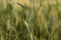 Beautiful green and golden yellow wheat field in sunlight. Agricultural background. Shallow focus. Macro. Close up Royalty Free Stock Photo