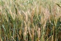 Beautiful green and golden yellow wheat field in sunlight. Agricultural background. Shallow focus. Macro. Close up Royalty Free Stock Photo