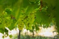 Beautiful Green Grape Vines in Rural Vineyard, Clean and Healthy Grapes with Nutritions and Vitamins Royalty Free Stock Photo