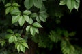 Beautiful green Parthenocissus laetevirens