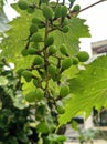 Beautiful green grapes on the tree Royalty Free Stock Photo