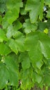 Beautiful green grapevine leaves with water droplets Royalty Free Stock Photo