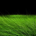 Beautiful green grass Royalty Free Stock Photo