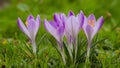 Beautiful green grass backdrop for purple crocus flower wallpaper Royalty Free Stock Photo