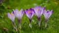 Beautiful green grass backdrop for purple crocus flower wallpaper Royalty Free Stock Photo