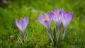 Beautiful green grass backdrop for purple crocus flower wallpaper Royalty Free Stock Photo