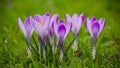 Beautiful green grass backdrop for purple crocus flower wallpaper Royalty Free Stock Photo