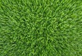 Beautiful green grass close up background. Nature summertime environment Royalty Free Stock Photo