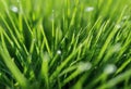 Beautiful green grass close up background. Nature summertime environment Royalty Free Stock Photo