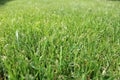 Beautiful Green Grass. Close-up shot on natural green grass