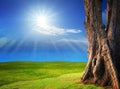 Beautiful green grass field with sun shine on clear blue sky Royalty Free Stock Photo