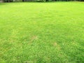 Beautiful green grass field and surrounded by trees makes it cool Royalty Free Stock Photo