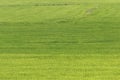 Beautiful green grass field texture Royalty Free Stock Photo