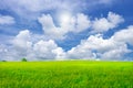 Beautiful green grass field in vibrant meadow