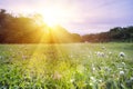 Beautiful green grass fields, Green trees In the evening the sun shines Royalty Free Stock Photo