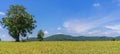 Beautiful green grass fields with white clouds, blue skies Royalty Free Stock Photo