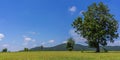 Beautiful green grass fields with white clouds, blue skies Royalty Free Stock Photo