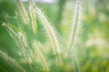 Green grass flower with sunset for background, soft and blurred focus Royalty Free Stock Photo