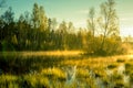 Beautiful green grass growing in the flooded wetlands during spring. Grass reflections on the water surface Royalty Free Stock Photo