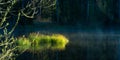 Beautiful green grass growing in the flooded wetlands during spring. Grass reflections on the water surface Royalty Free Stock Photo