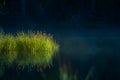 Beautiful green grass growing in the flooded wetlands during spring. Grass reflections on the water surface Royalty Free Stock Photo