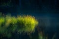 Beautiful green grass growing in the flooded wetlands during spring. Grass reflections on the water surface Royalty Free Stock Photo