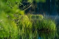 Beautiful green grass growing in the flooded wetlands during spring. Grass reflections on the water surface Royalty Free Stock Photo