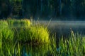 Beautiful green grass growing in the flooded wetlands during spring. Grass reflections on the water surface Royalty Free Stock Photo