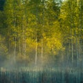 Beautiful green grass growing in the flooded wetlands during spring. Grass reflections on the water surface Royalty Free Stock Photo