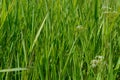 Beautiful green grass macro photo full frame background