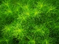 Beautiful green grass plant. Beautiful green grass texture. Royalty Free Stock Photo