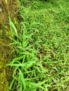 beautiful green grass soothes the eyes Royalty Free Stock Photo