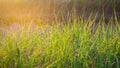 Beautiful green grass in the sunset light. Close-up. Background for design. Nature. Soft selective focus Royalty Free Stock Photo